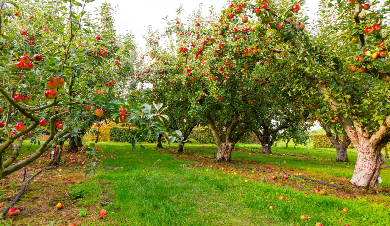 Apple,On,Trees,In,Orchard,In,Fall,Season